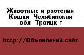 Животные и растения Кошки. Челябинская обл.,Троицк г.